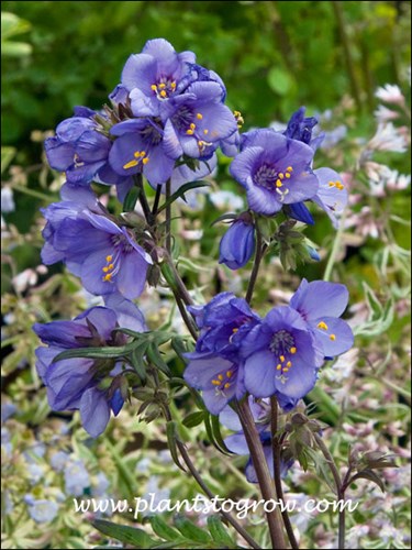 The cyme of cup-shaped blue flowers.